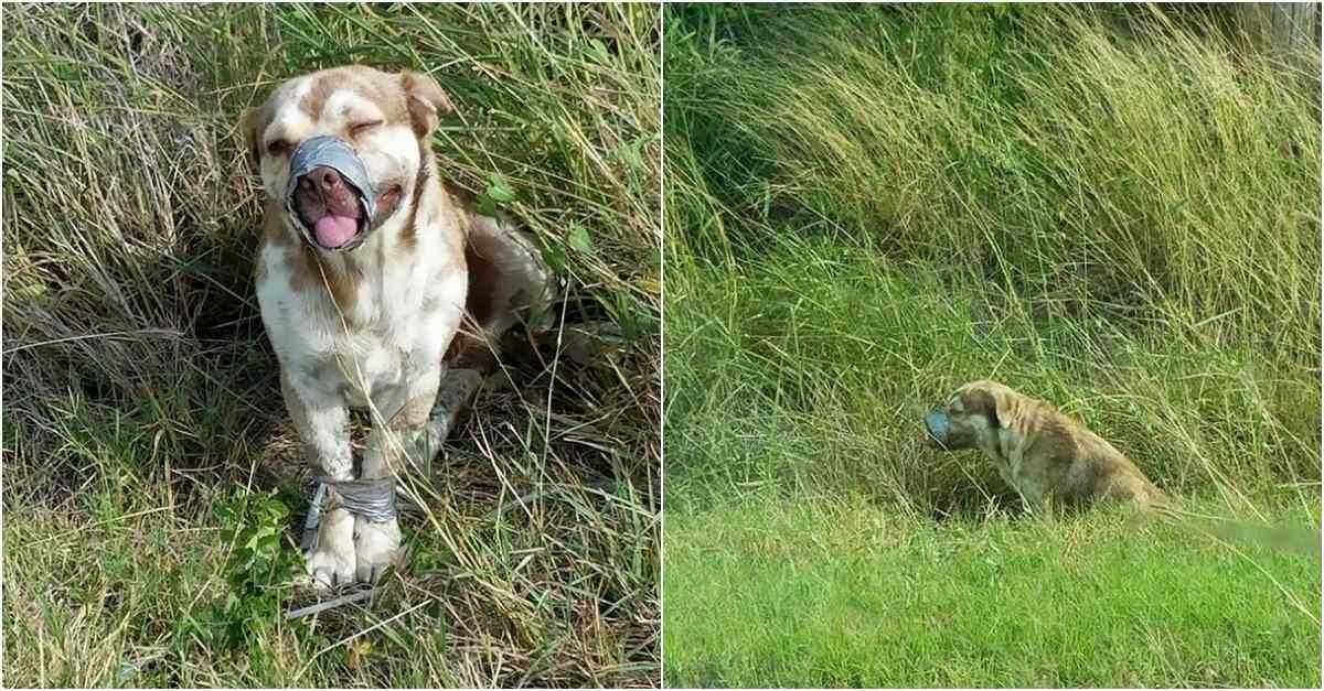 Cachorro abandonado é encontrado amarrado nas patas e focinho