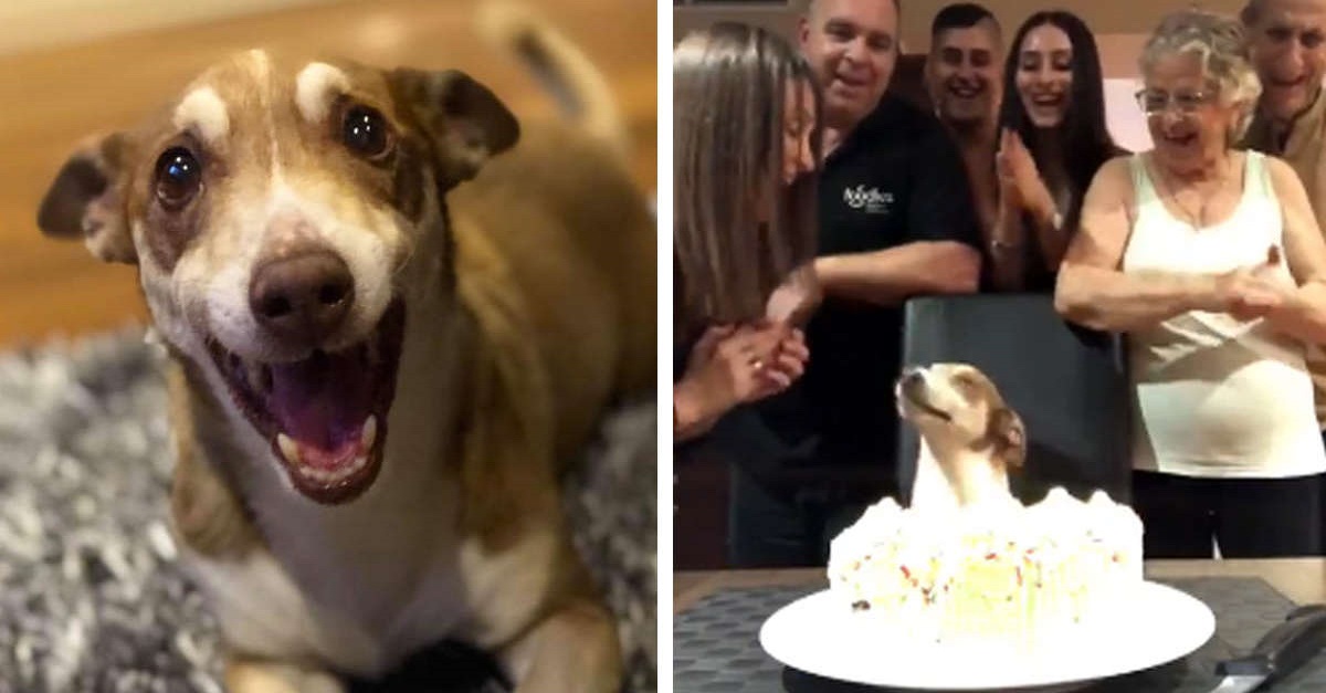 Cão idoso fica tão feliz ao ver que a sua família lembrou de seu aniversário