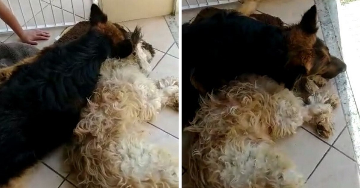 Cachorro chora ao achar que amigo anestesiado havia morrido
