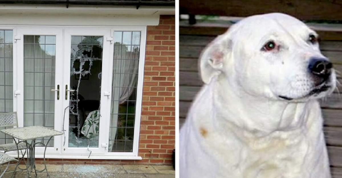 Cachorro quebra a porta de casa e salva duas mulheres de violência doméstica