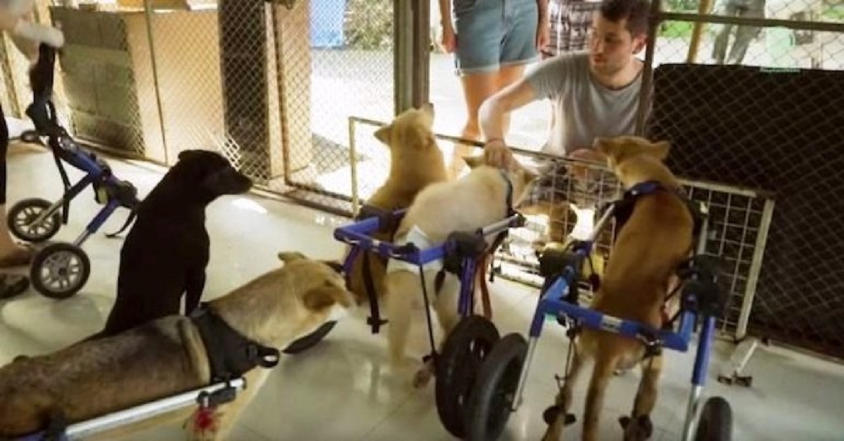 Santuário de elefantes abriga mais de 400 cães resgatados, incluindo 32 cães deficientes