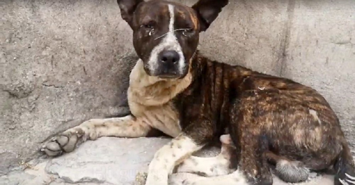 Machucado e doente, cão já havia perdido as esperanças quando finalmente foi resgatado
