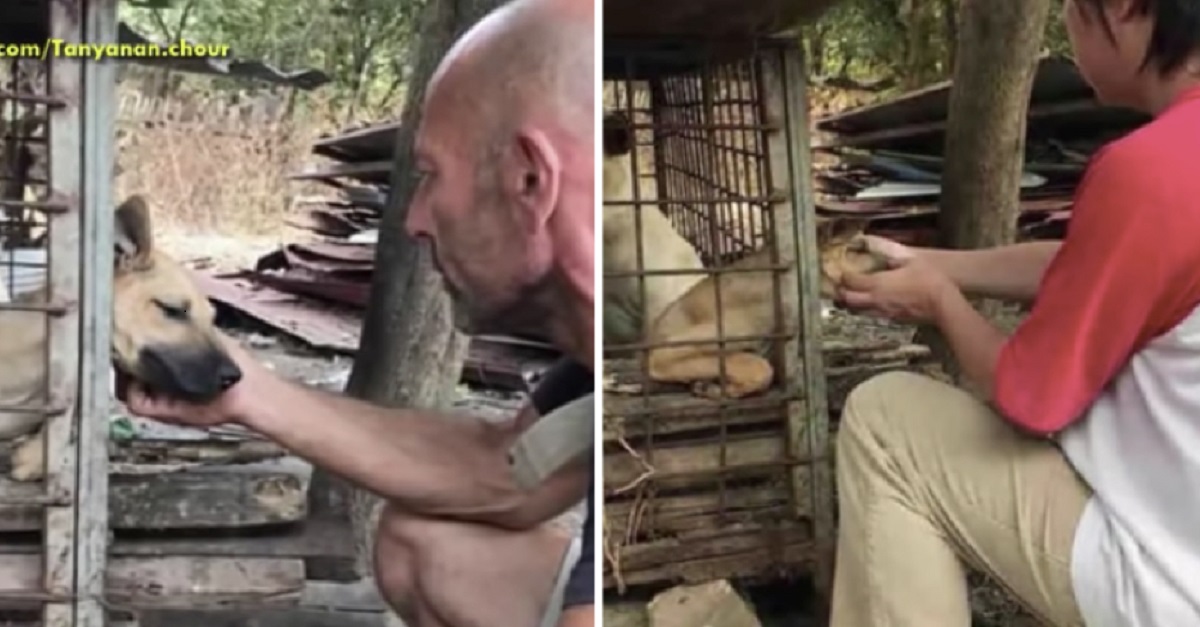 Homem salva 9 cães que estavam presos em gaiolas e que seriam usados no mercado de carne