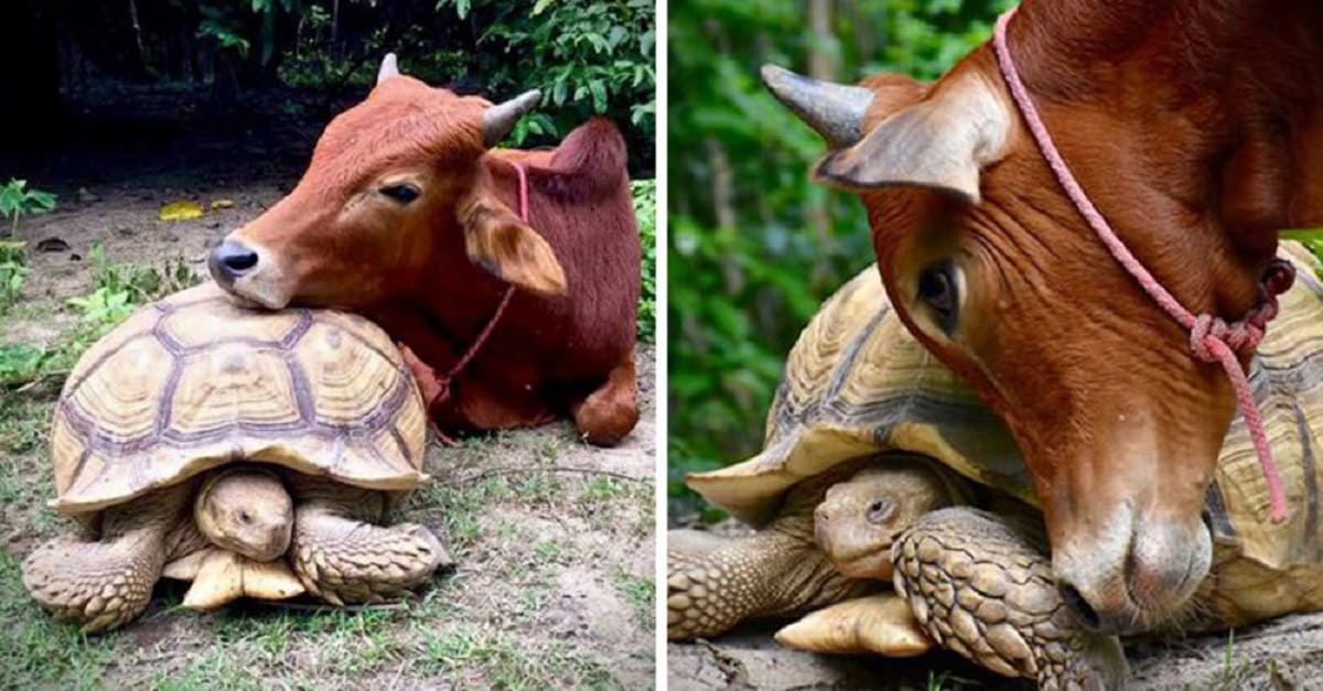 Vaca e tartaruga se tornam amigos inseparáveis após serem resgatados