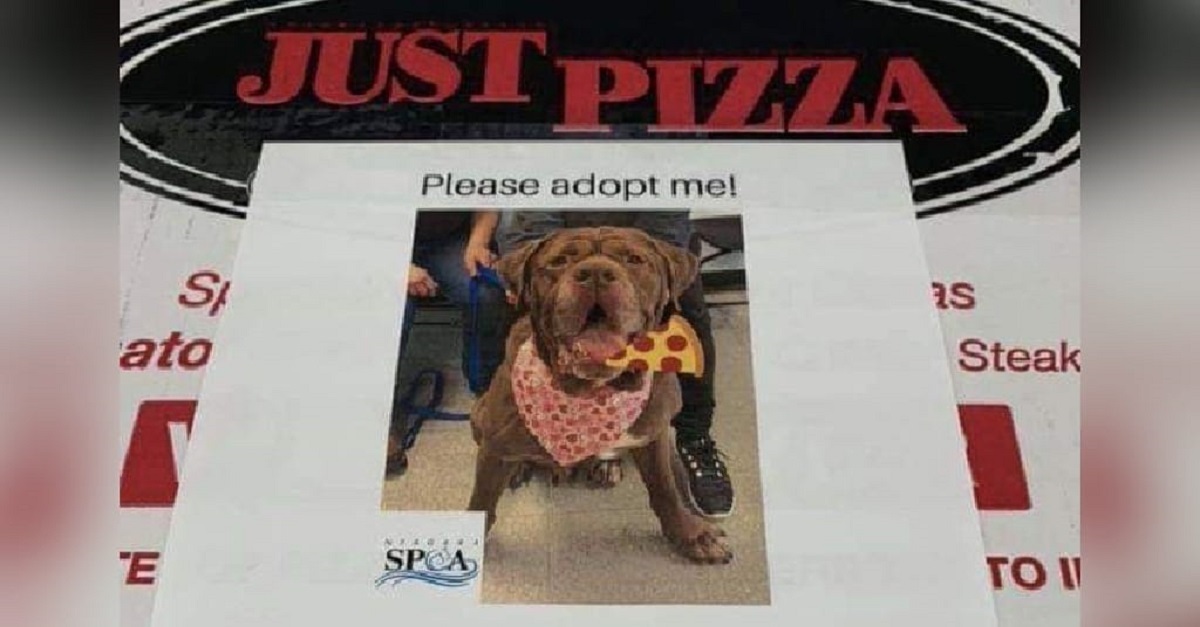 Pizzaria coloca fotos de cães nas caixas de pizza para ajudá-los a serem adotados