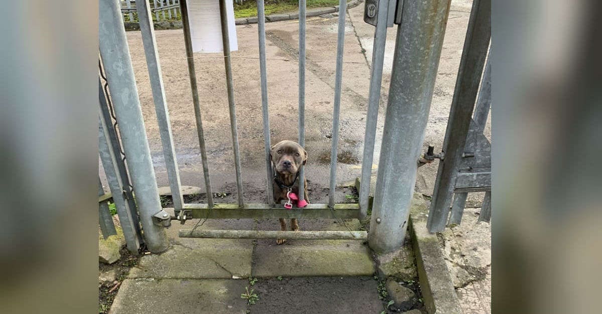 Cachorro é abandonado amarrado em portão de abrigo