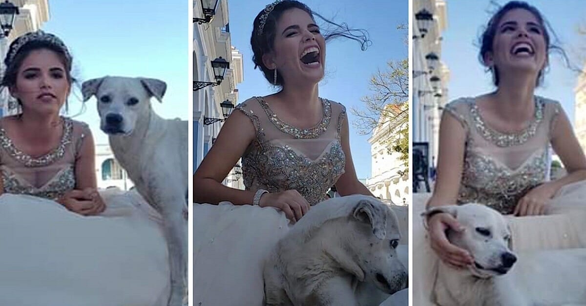 Cão de rua invade sessão de fotos de debutante e rouba todo o destaque