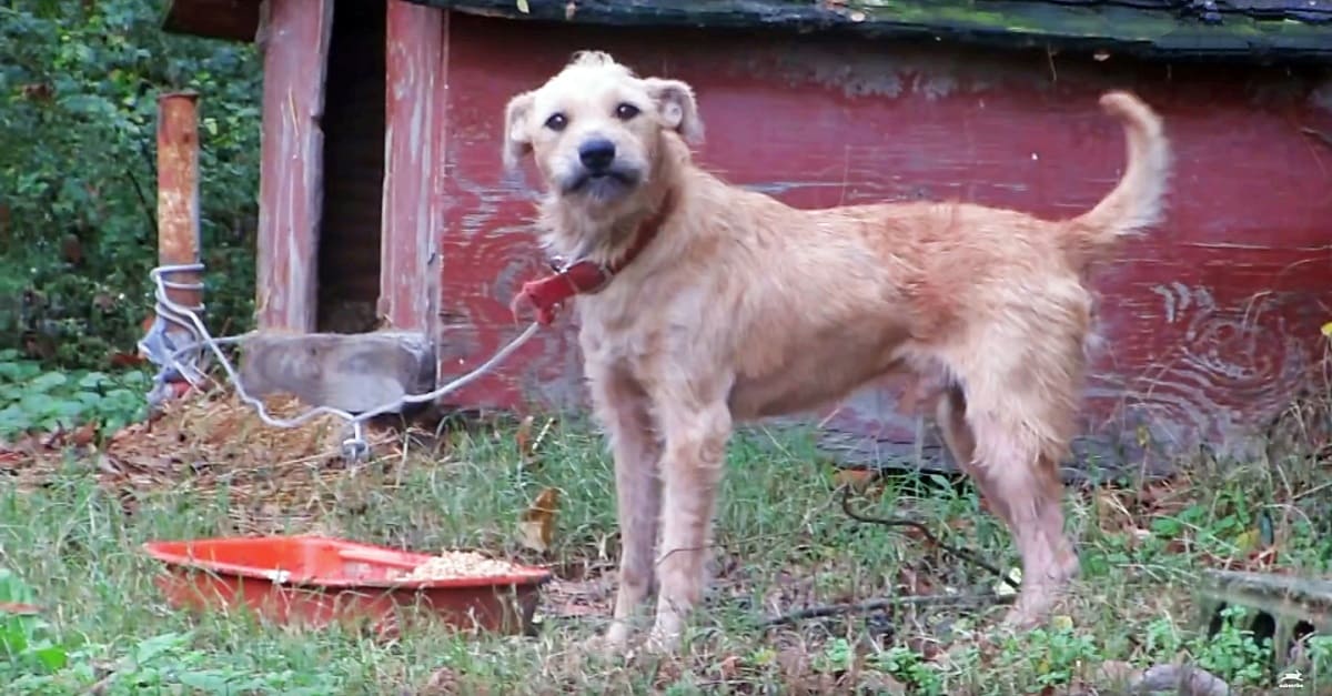 Cão viveu acorrentado por 5 anos e apanhava do dono sempre que ficava “animado demais”