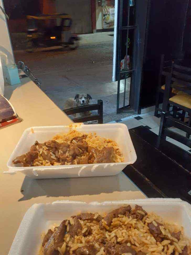 Restaurante alimenta os cães de rua usando as sobras de comida