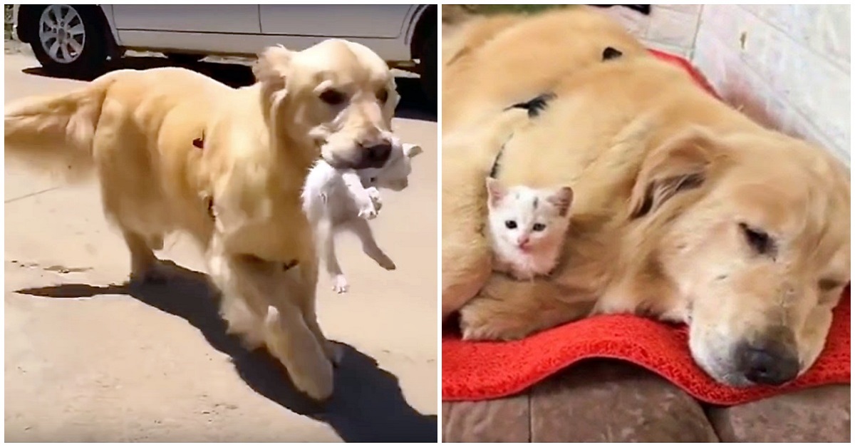 Cadela encontra gatinho abandonado, o leva para casa e se torna sua nova mãe