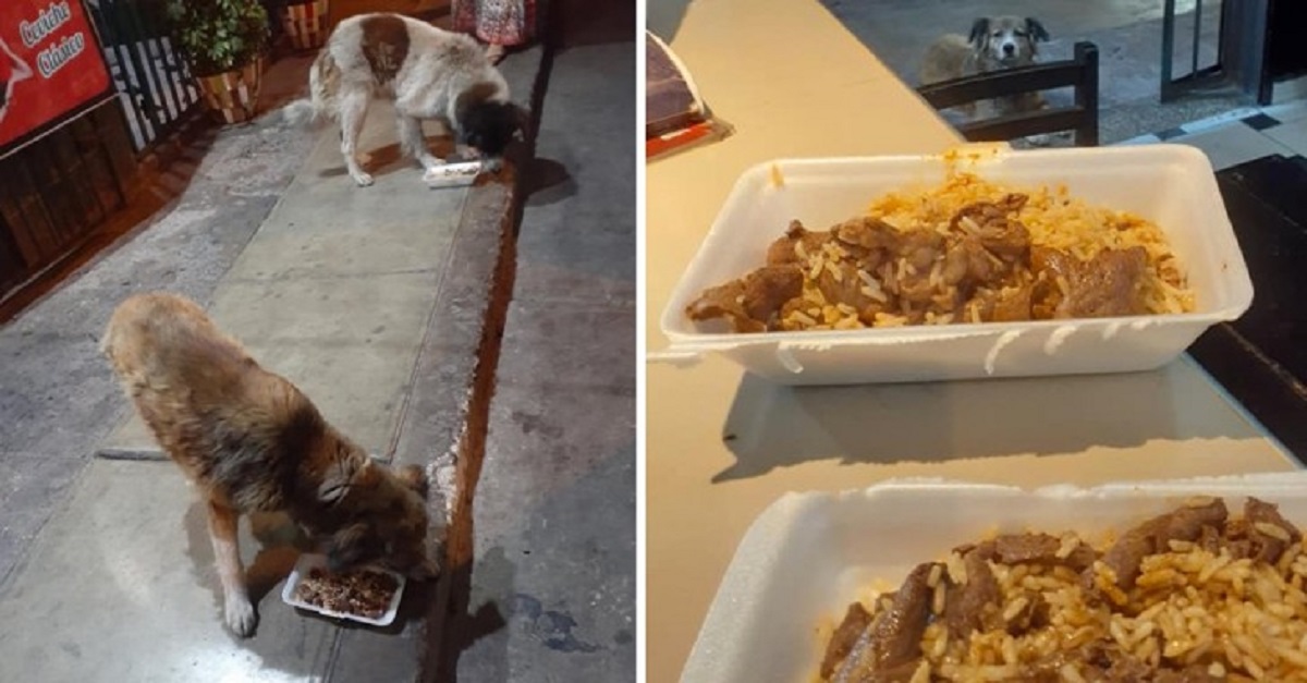 Restaurante alimenta os cães de rua usando as sobras de comida