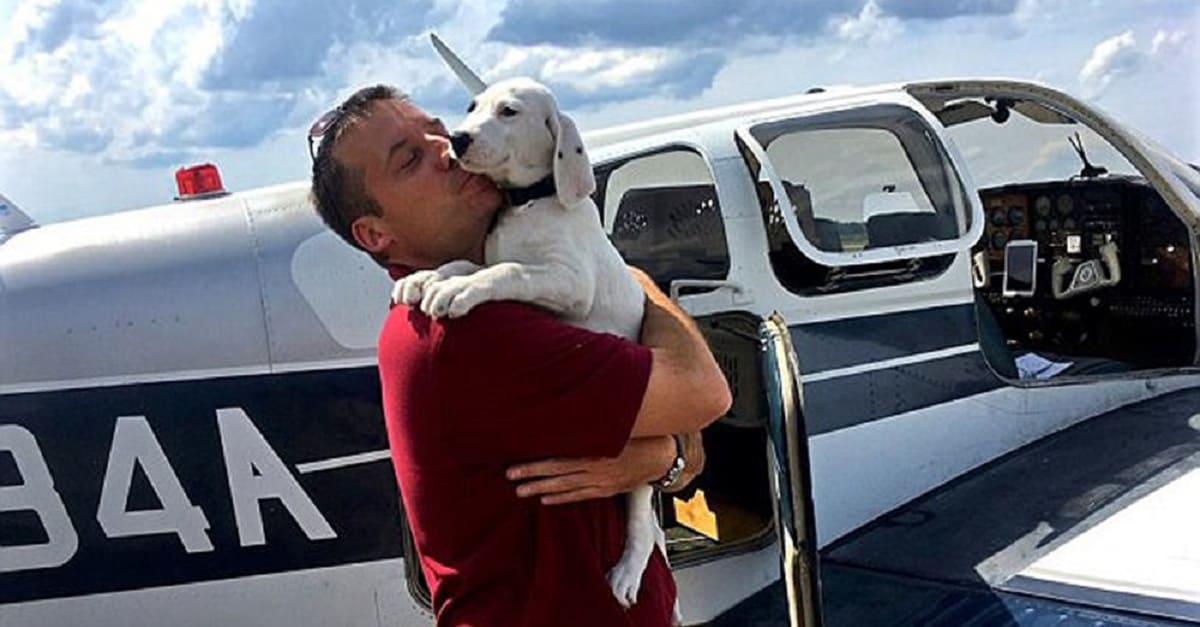 Homem comprou avião para voar salvando cães e gatos de serem sacrificados