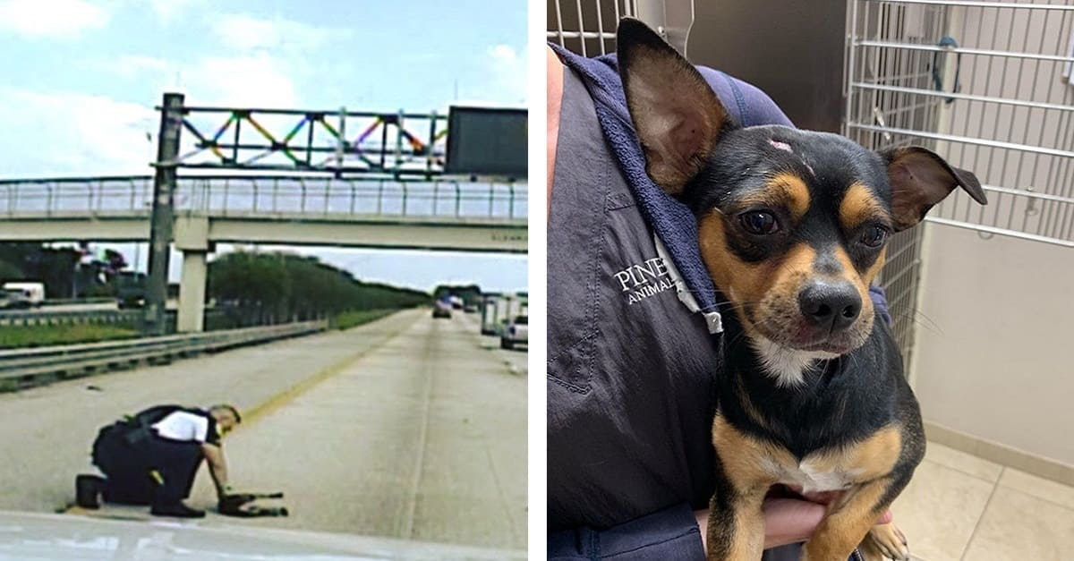Policial para a viatura em rodovia movimentada e salva cachorro atropelado