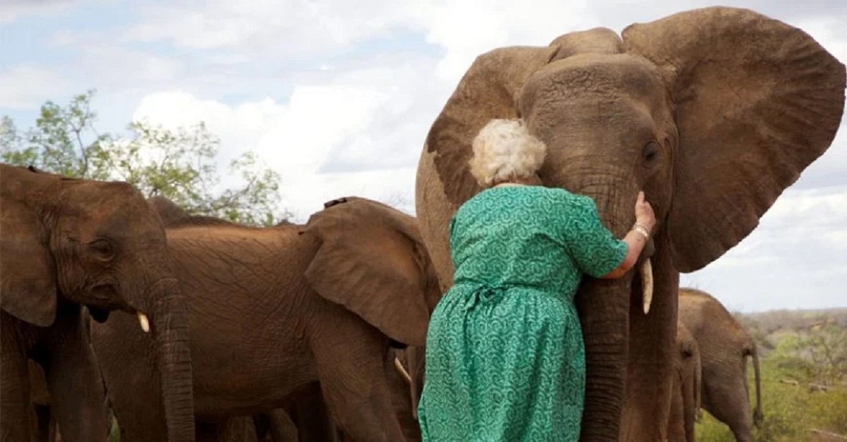 Elefantes fazem fila para abraçar a mulher que os criou