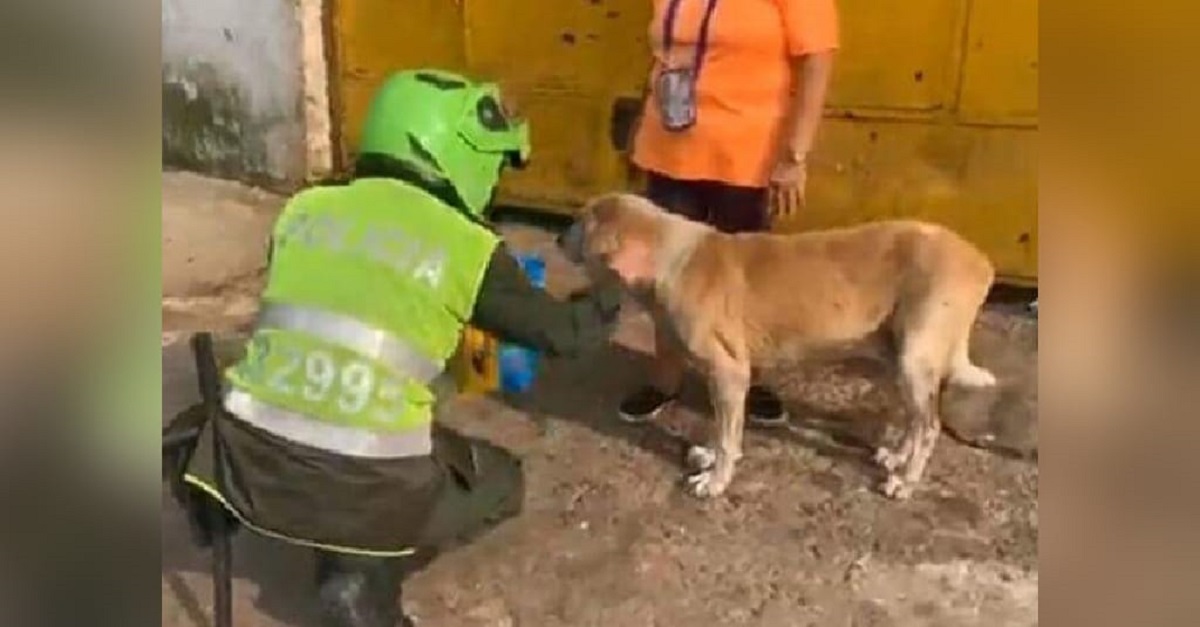 Policiais colombianos fazem tour para alimentar animais em situação de rua durante quarentena