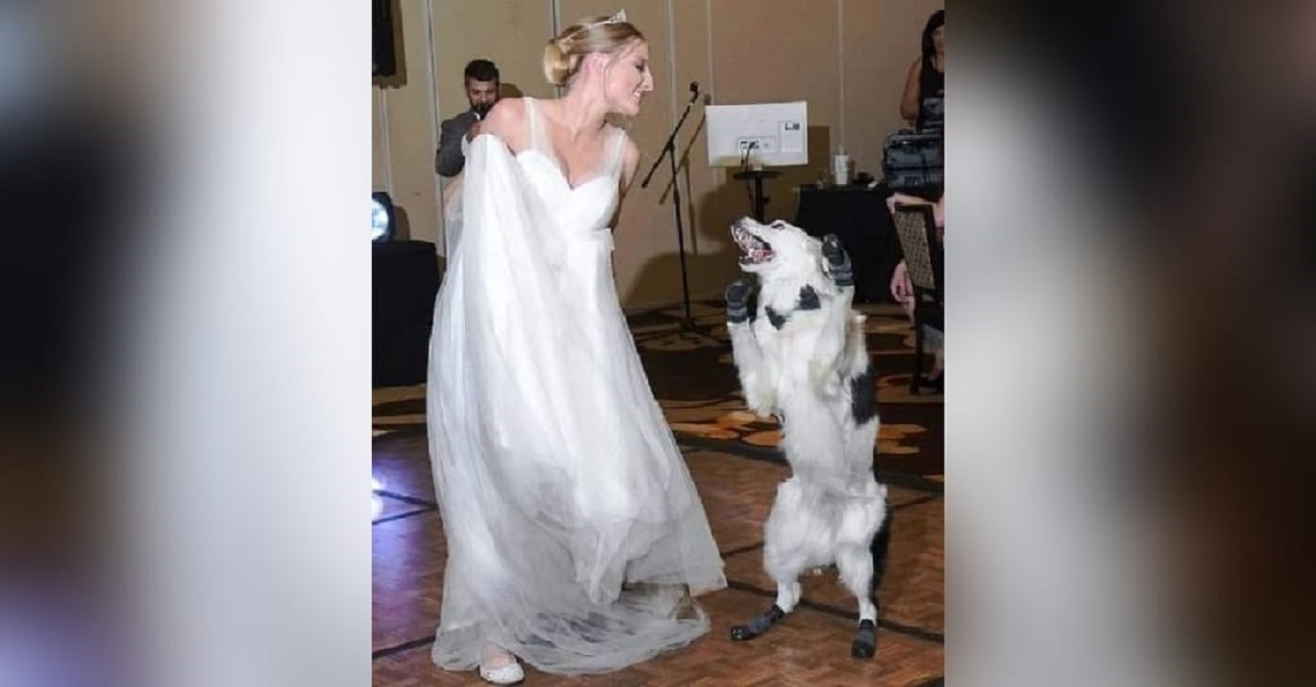 Cachorro celebra casamento da dona dançando com ela