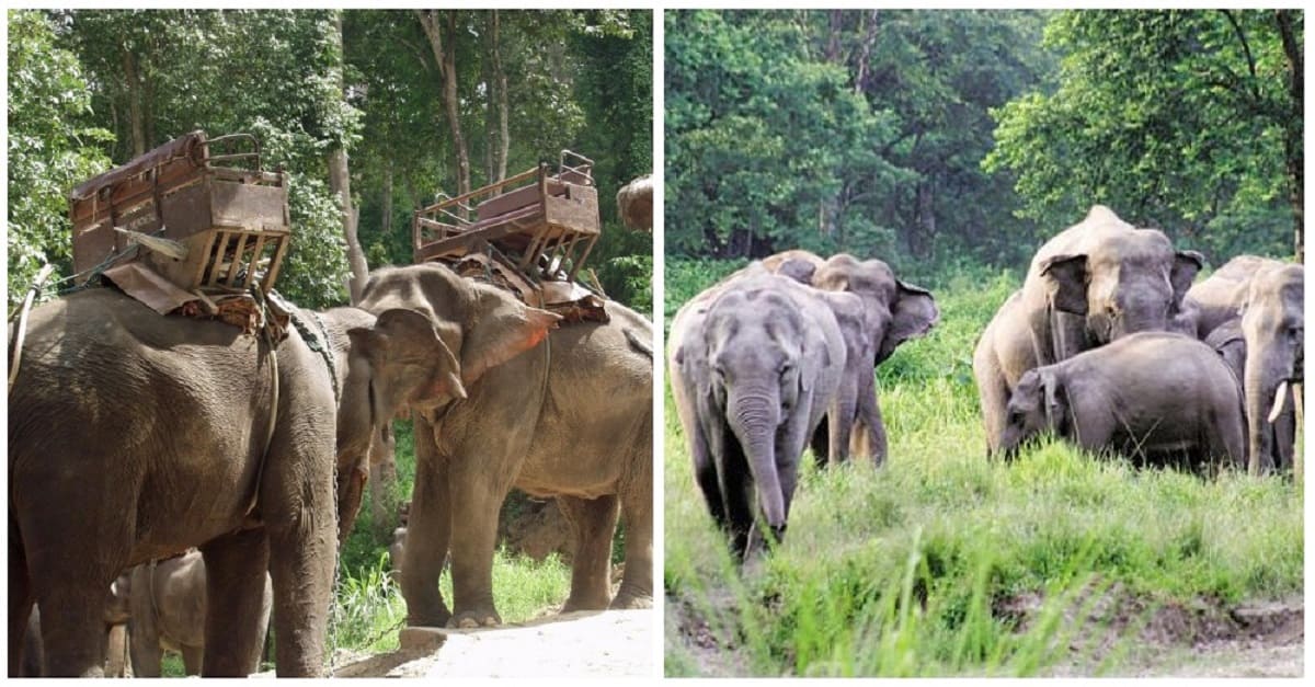 Por causa do coronavírus, elefantes são libertados das cadeiras de tortura nas quais transportavam turistas