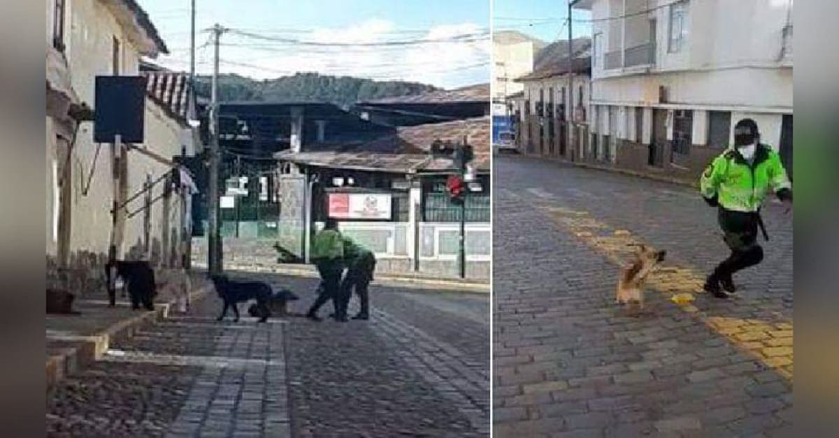 Policiais peruanos alimentam e brincam com cães de rua afetados pela quarentena