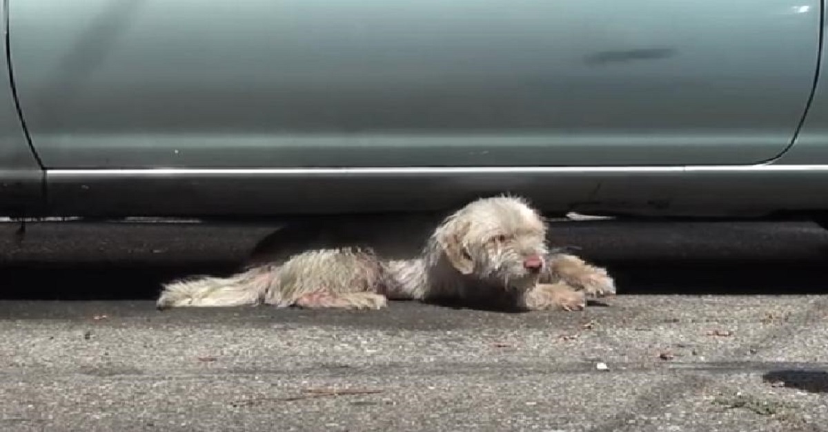 Cãozinho é resgatado após passar 7 meses se abrigando debaixo de carros