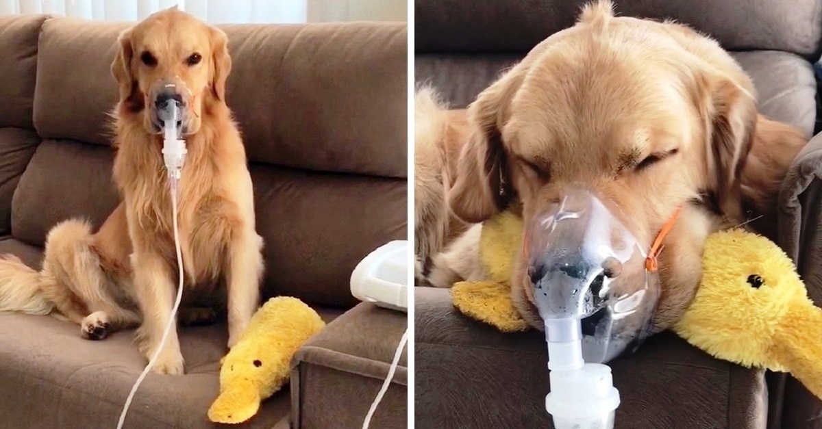 Cão doente obedece pacientemente sua dona ao usar aparelho nebulizador