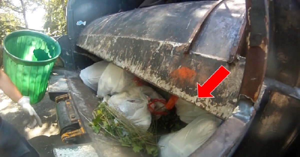Trabalhadores encontram gatinho abandonado junto ao lixo que seria triturado