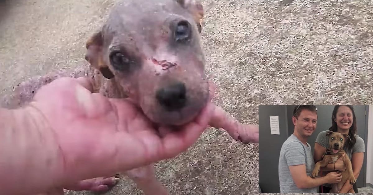 Cãozinho abandonado em cemitério para morrer é resgatado – agora ele tem a melhor vida possível