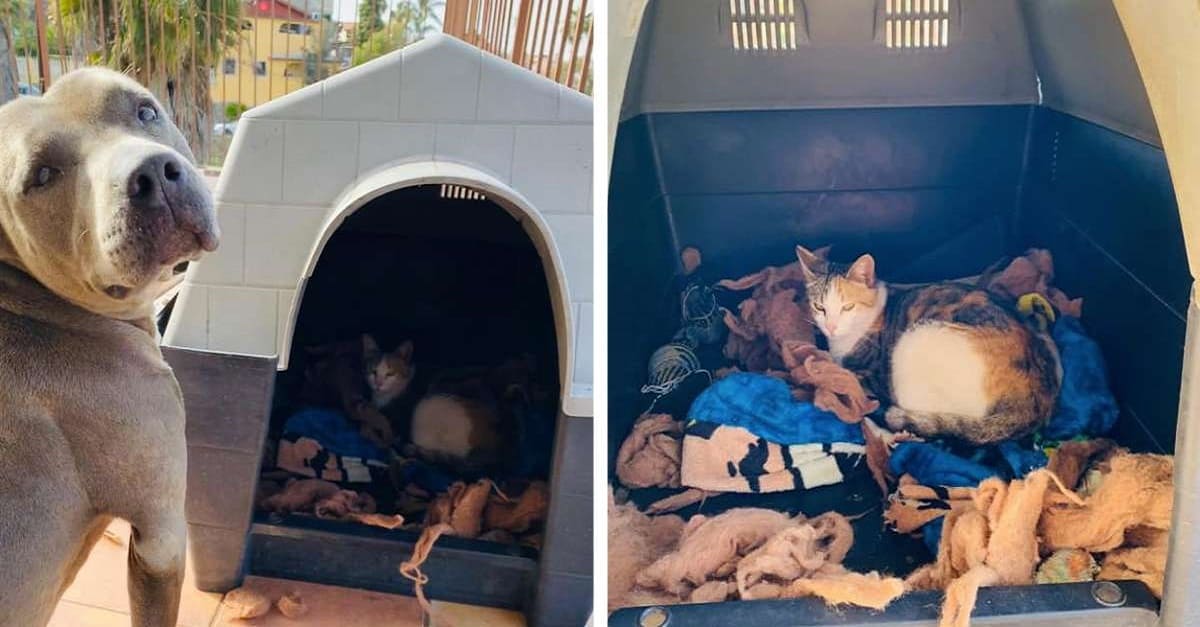 Pit Bull abriga gata grávida em situação de rua em sua casinha para ela dar à luz em um lugar seguro