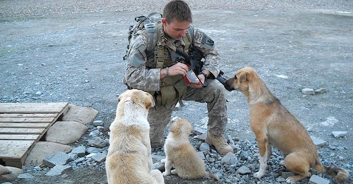 Soldado reencontra cães que o salvaram de uma explosão no Afeganistão