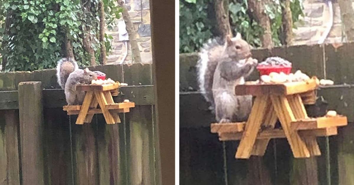 Homem constrói uma mesa de piquenique adorável para pequenos esquilos em seu quintal