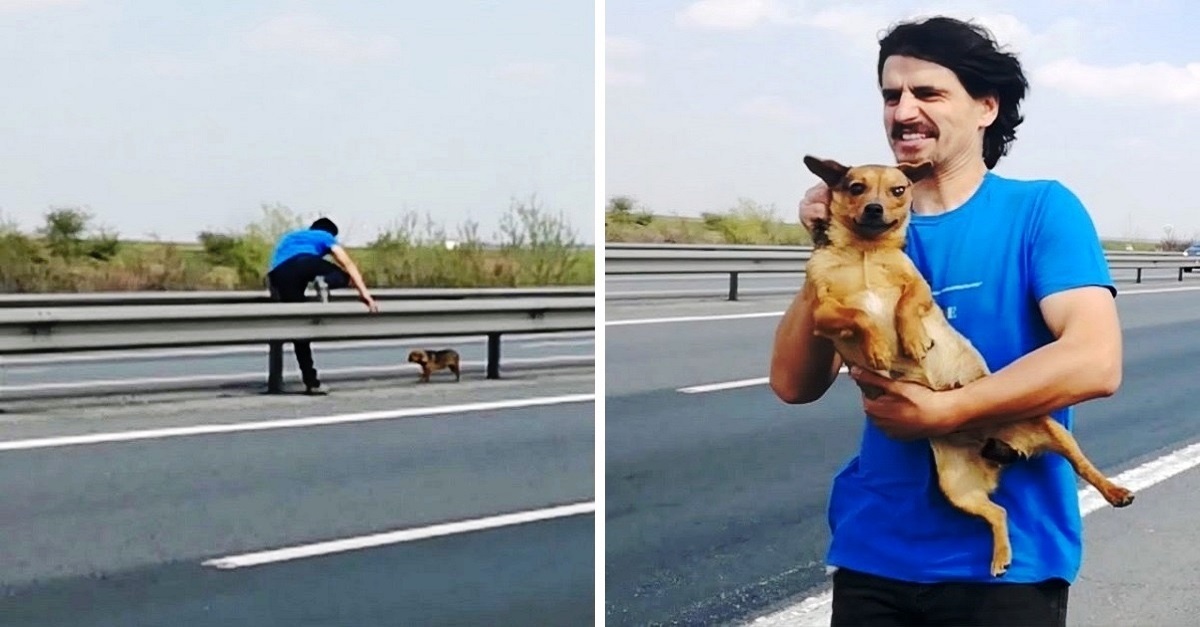 Homem salva cãozinho que foi abandonado no meio de uma rodovia movimentada