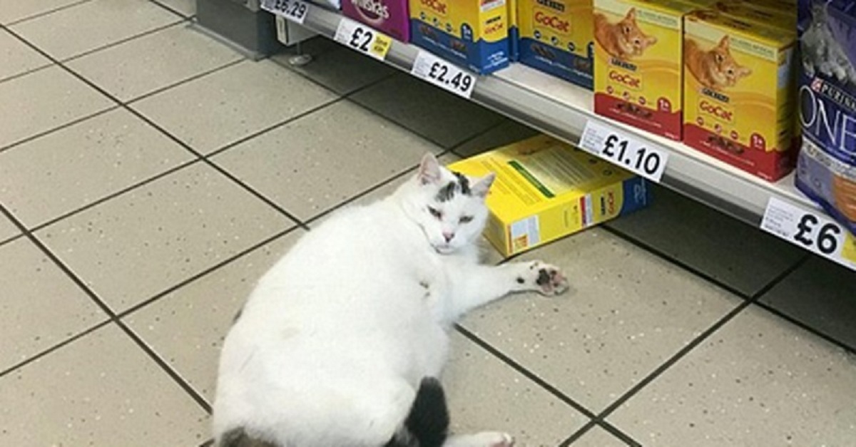 Gato invade mercado, tenta roubar ração mas acaba dormindo