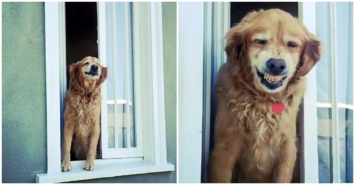 Cão idoso cumprimenta seus vizinhos pela janela todos os dias com um sorriso enorme