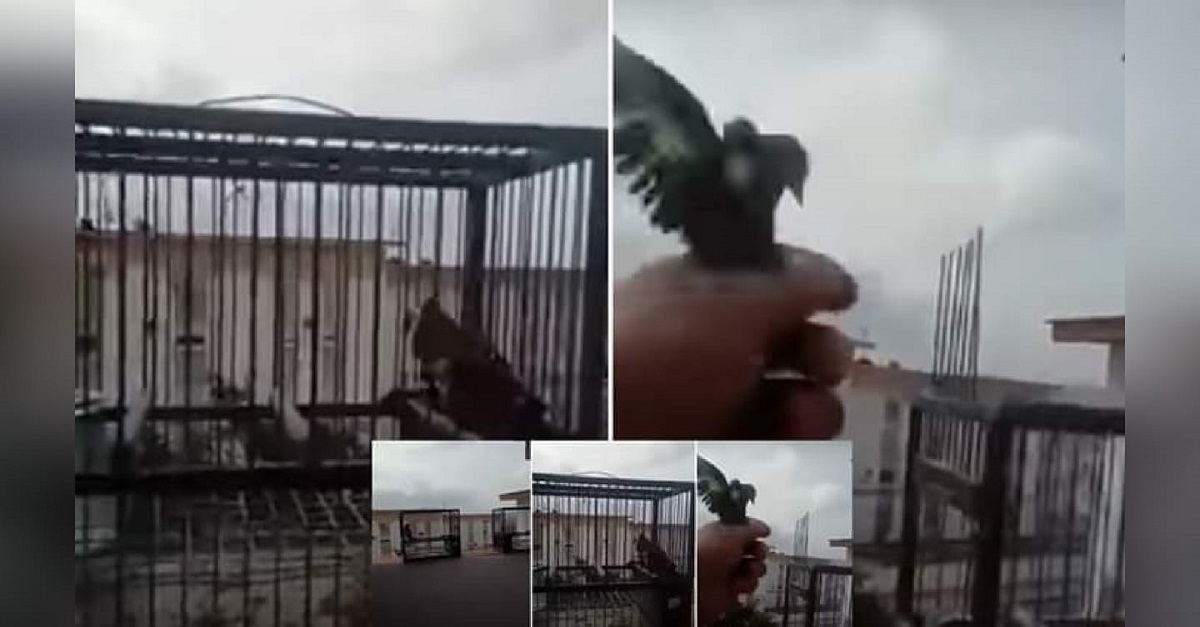 Homem de quarentena liberta os seus pássaros por ter sentido na pele o que é estar preso