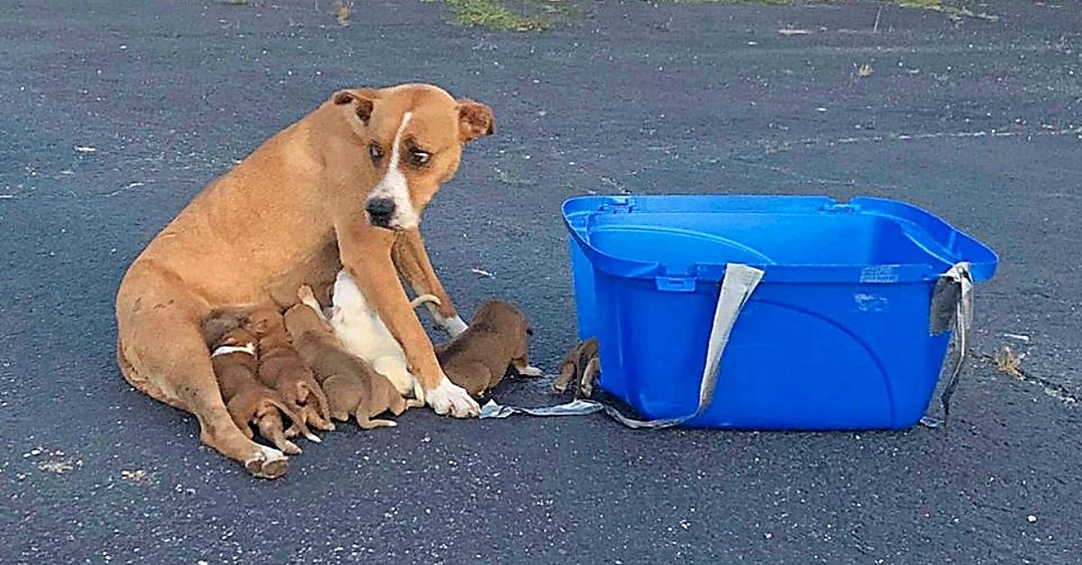 Cadela é abandonada em estacionamento com seus 9 filhotes
