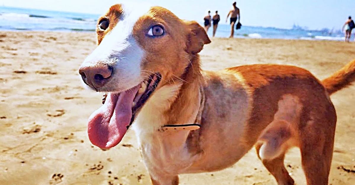 Cachorro que um dia foi ferido e abandonado pelo dono, hoje é o ‘cão mais feliz do mundo’