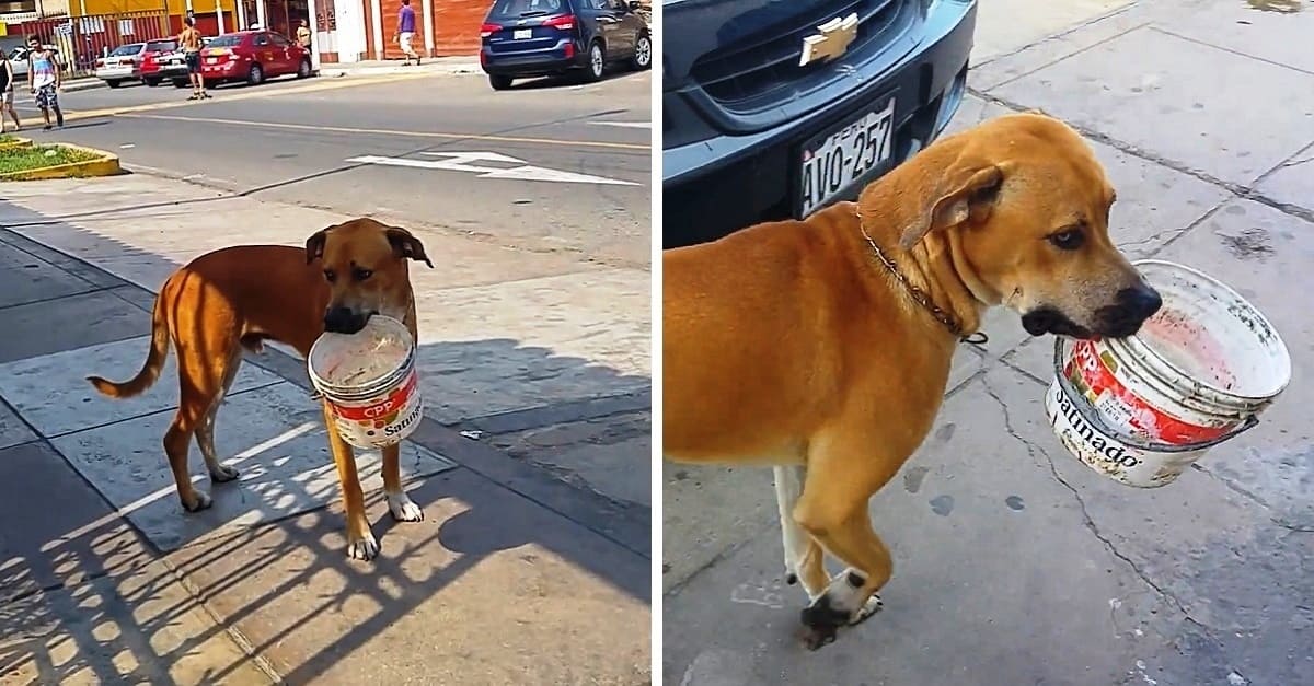 Após dias com sede, cão vai às ruas procurar ajuda com um balde na boca