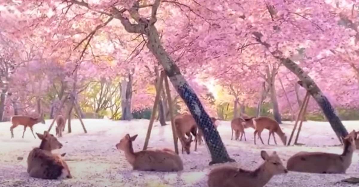 Durante quarentena, cervos dão um espetáculo em meio as flores de cerejeiras