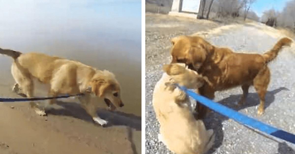Cão reencontra sua mãe pela primeira vez desde que ele era um filhote
