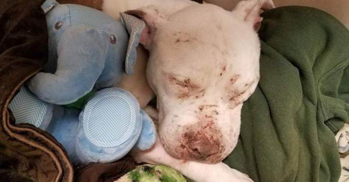 Cão que foi usado para rinhas é resgatado e ganha seu primeiro brinquedo