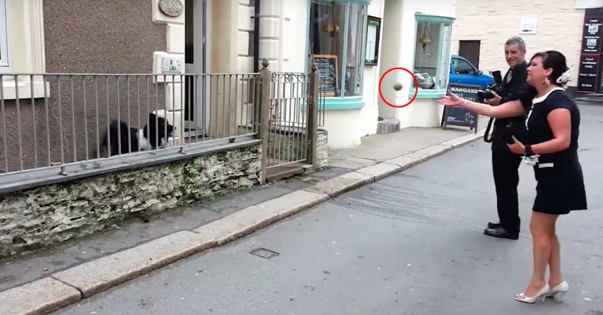 Cão joga sua bolinha para as pessoas que passam na rua para que elas brinquem com ele