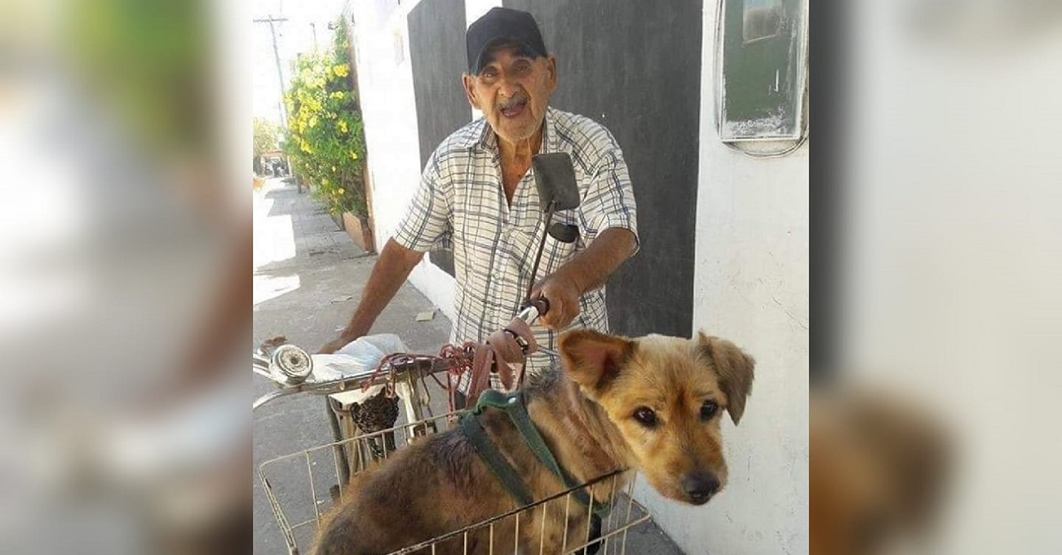 Idoso de 90 anos transporta na bicicleta seu cão que sofre de artrite