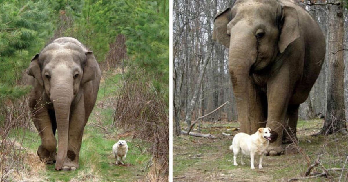 Elefante fica desolado após perder sua melhor amiga, uma cachorra