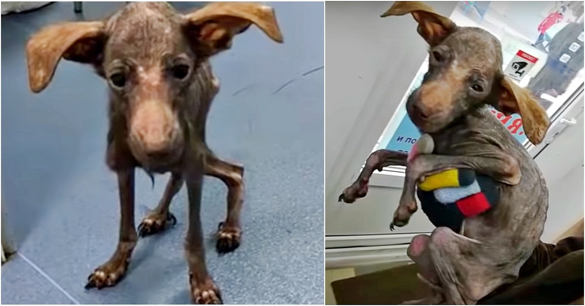 Cãozinho resgatado com desnutrição extrema luta pela sua vida, mas com amor e esperança, ele sobrevive