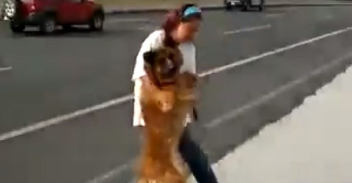 Mulher se arrisca entre carros e salva cachorro em uma estrada movimentada