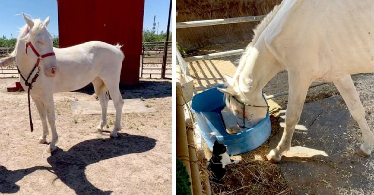 Cavalo desnutrido encontrado na beira da estrada é resgatado e agora vive feliz em uma fazenda