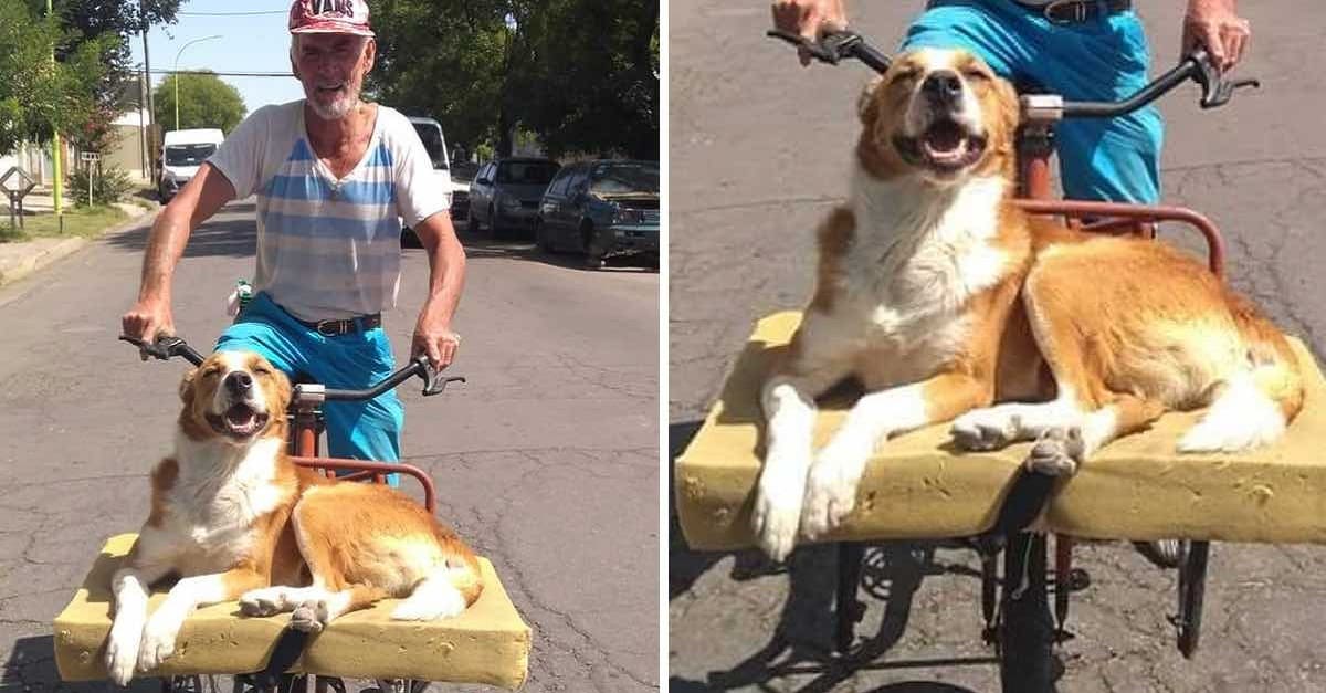 Em uma caminha adaptada, cão ama passear de bicicleta com o dono