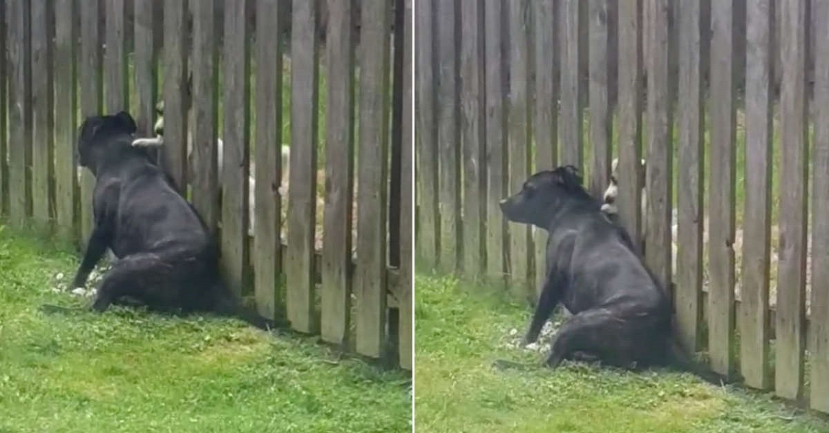 Cão visita a cerca todos os dias para receber uma massagem do cachorrinho do vizinho