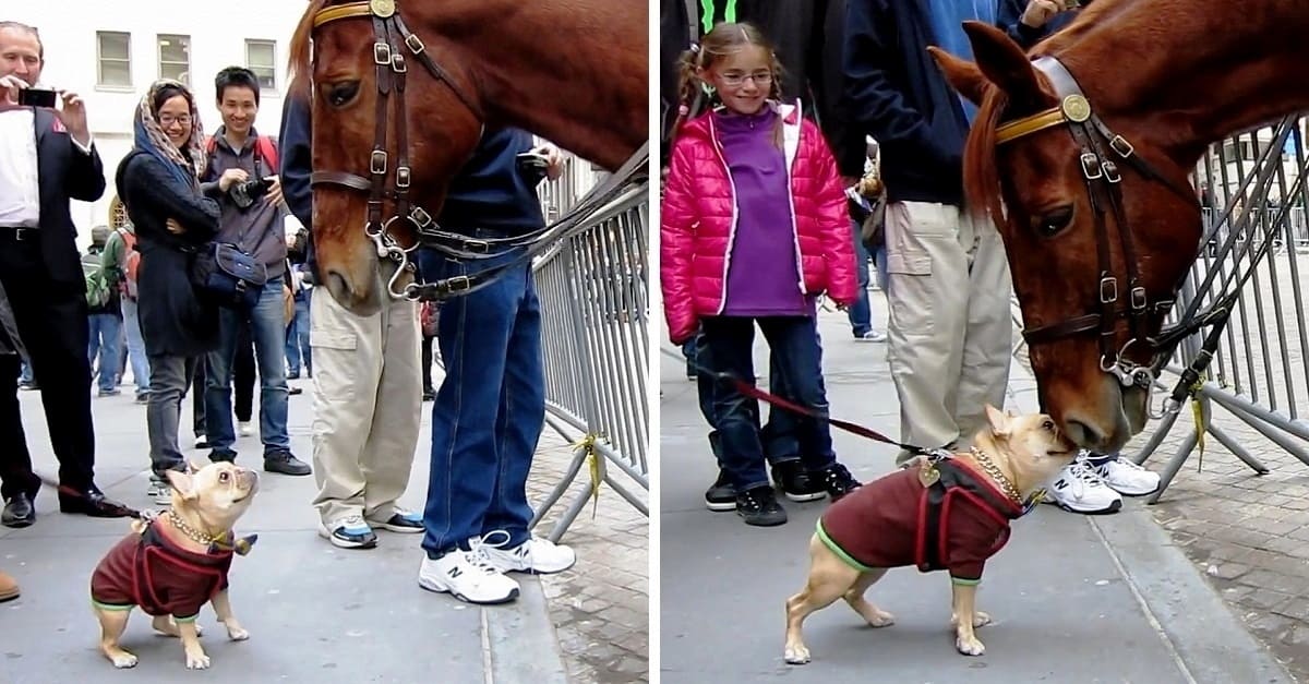 Cãozinho não consegue se conter de tanta felicidade ao encontrar um cavalo policial