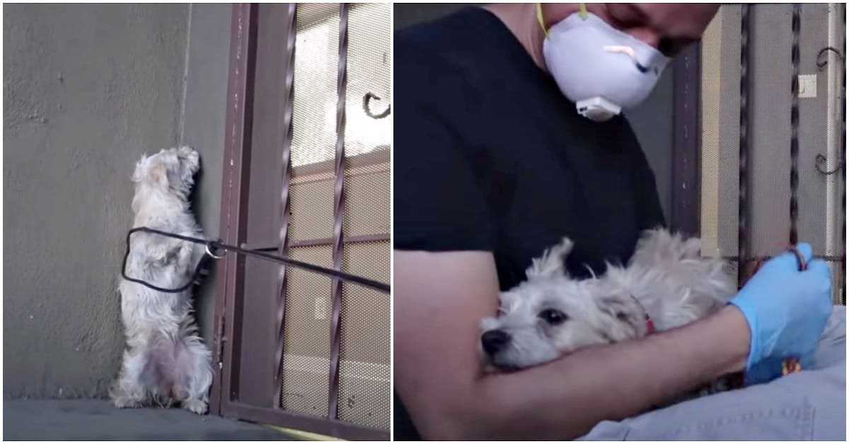 Ao se sentir seguro depois de ser resgatado, cão descansa a cabeça no braço do socorrista