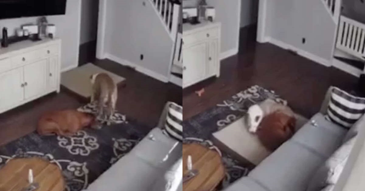 Câmera flagra cachorro levando sua cama para seu irmão doente, para que ele fique mais confortável